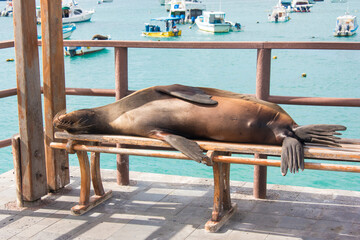 Ecuador, Galapagos Islands. Galapagos sea lion takes advantage of marina bench San Cristobal