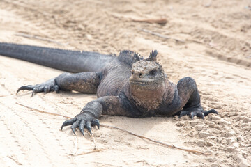 Ecuador, Galapagos Islands. Marine iguana stops in tire tracks Puerto Villamil Isabela Island.