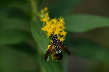 wasp on a yellow flower