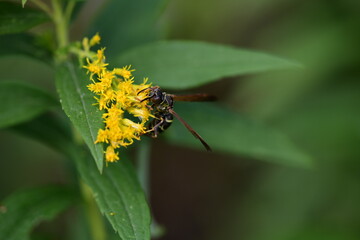 wasp on a yellow flower