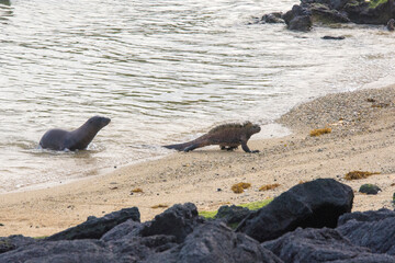 Ecuador, Galapagos Islands. Juvenile sea lion seeking playmate chases marine iguana out of shallows Las Tintoreras Islet