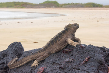 Ecuador, Galapagos Islands, Isabela Island marine iguana strikes noble pose on lava shore rock. Sally Lightfoot crabs