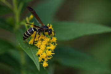 wasp on a yellow flower