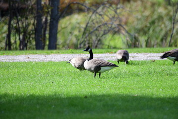 goose on the grass
