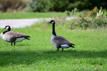 country goose on the grass