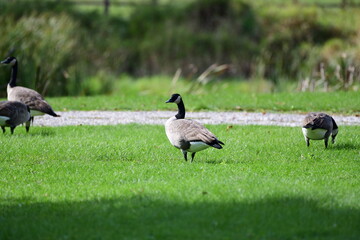 geese in the park