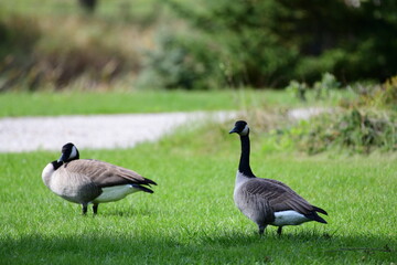 country goose family