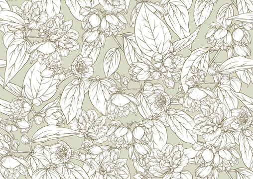 Jasmine Seamless pattern, background. Outline vector illustration. In botanical style.
