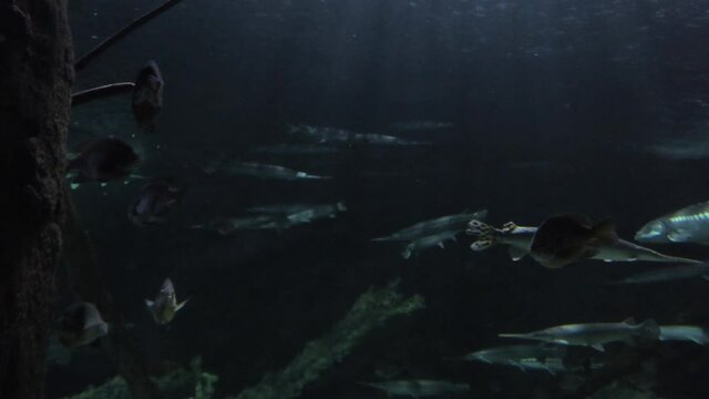 Saltwater Reef Aquarium With Fish  Colorful dark Fish Aquarium