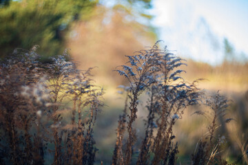 Obraz premium Dry autumn grass. Beautiful natural background
