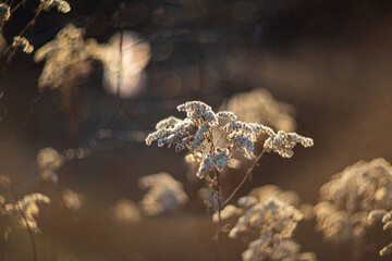Dry autumn grass. Beautiful natural background