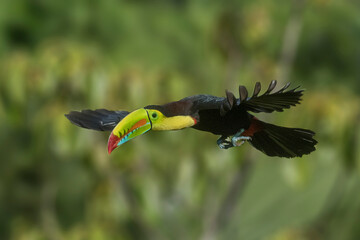 Central America, Costa Rica. Keel-billed toucan in flight.