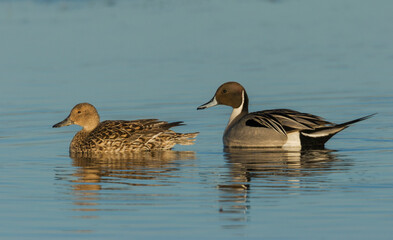 Northern pintail pair