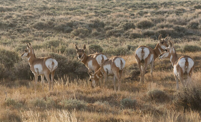 Pronghorn antelope herd at dawn © Danita Delimont