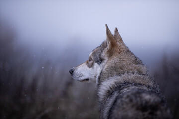 Grey wolf dog in beutiful nature