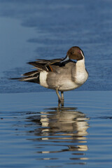 Northern pintail drake, winter preening