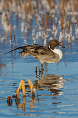 Northern pintail drake, winter stretch