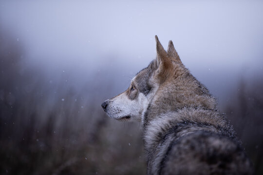 Grey wolf dog in beutiful nature