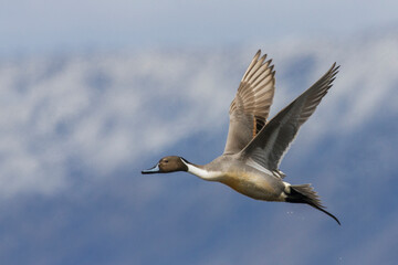 Northern pintail drake