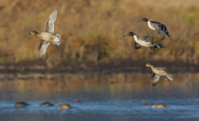 Northern pintails alighting