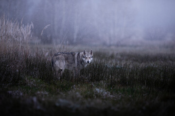 Grey wolf dog in beutiful nature