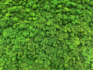 Reindeer moss wall, green wall decoration. Decorative moss for interior design, moss background