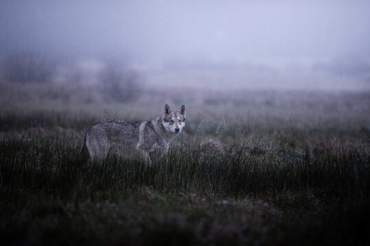 Grey wolf dog in beutiful nature