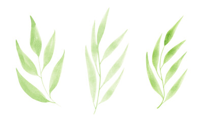 Set watercolor design elements of green leaves. Botanic illustration isolated on white background.