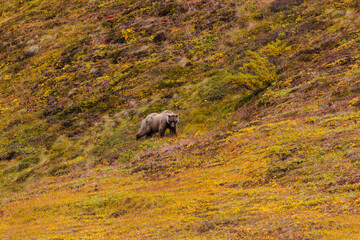USA, Alaska. Fall colors in Denali National Park with a Brown Bear foraging for berries.