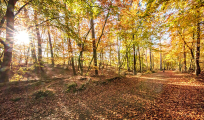 Naklejka premium herbst