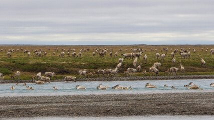 USA, Alaska. Caribou of the Porcupine Herd on the North Slope crossing the Sag River near Prudhoe Bay. © Danita Delimont