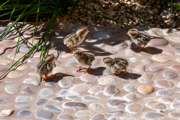 USA, Arizona, Buckeye. Five newly hatched Gambel's quail chicks.