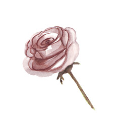 Dusty rose. Watercolor illustration