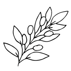 Hand drawn olive branch, single doodle, isolated on white background