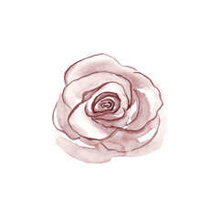 Dusty rose. Watercolor illustration