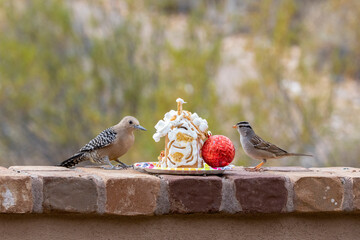 USA, Arizona, Buckeye. Gila woodpecker and white-crowned sparrow with gingerbread house.