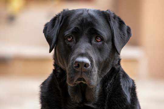 USA, Arizona, Buckeye. Portrait of a black Labrador.