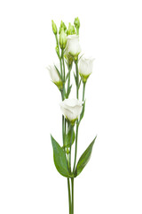 White flowers isolated on white background. Lisianthus
