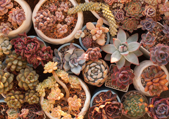 Blue, red and pink succulent plants in sunlight. Top view succulent background