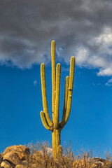 USA, Arizona, Catalina State Park, saguaro cactus, Carnegiea gigantea. The giant saguaro cactus...