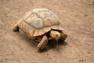 african spurred tortoise (Geochelone sulcata) resting in garden