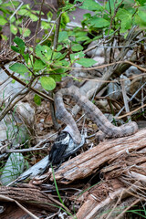 USA, Arizona. Grand Canyon Pink Rattlesnake (Crotalus oreganus abyssus) devouring a Northern Mockingbird (Mimus polyglootos), Grand Canyon National Park.