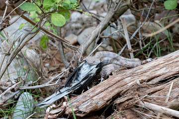 USA, Arizona. Grand Canyon Pink Rattlesnake (Crotalus oreganus abyssus) devouring a Northern Mockingbird (Mimus polyglootos), Grand Canyon National Park.