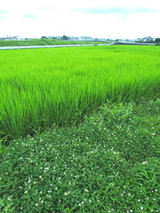Fototapeta premium 梅雨の晴れ間の白詰め草咲く畦道と青田風景
