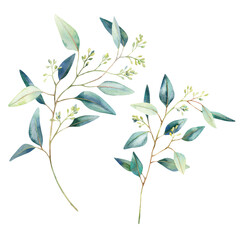 Watercolor eucalyptus branches with round leaves set. Hand painted isolated on white background. Floral illustration for design, print, fabric or background