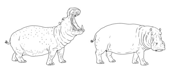 African hippopotamus drawing. Digital template for coloring with hippo.	