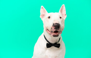 Young bull terrier dog over isolated background