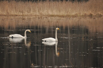 Whooper swan swimming on the Narewka River in the Bialowieza National Park. Backwaters of the river and horse mating season.