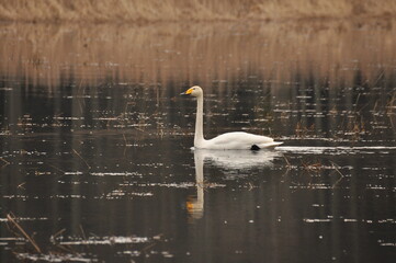 Whooper swan swimming on the Narewka River in the Bialowieza National Park. Backwaters of the river and horse mating season.