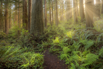 Sunbeams and pathway through ferns and redwood trees, Del Norte Coast Redwoods State Park, Damnation Creek Trail, California